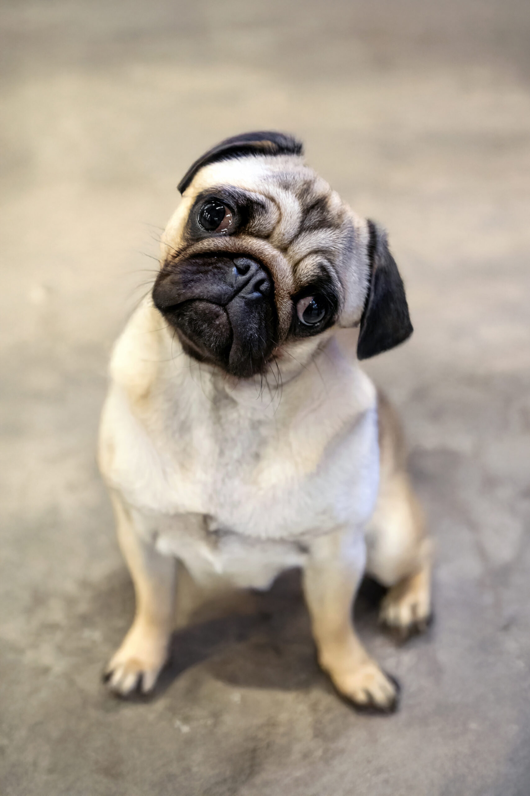Cute puppy bulldog looking at camera