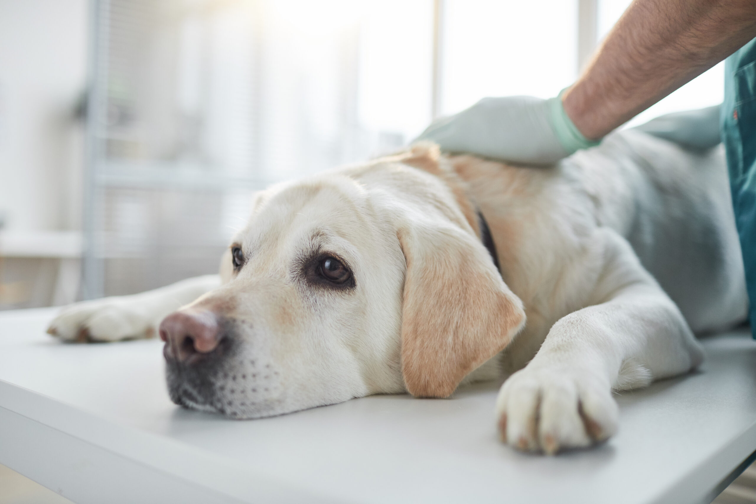 Close Up Dog at Examination in Vet Clinic Veterinär sitter med en hund