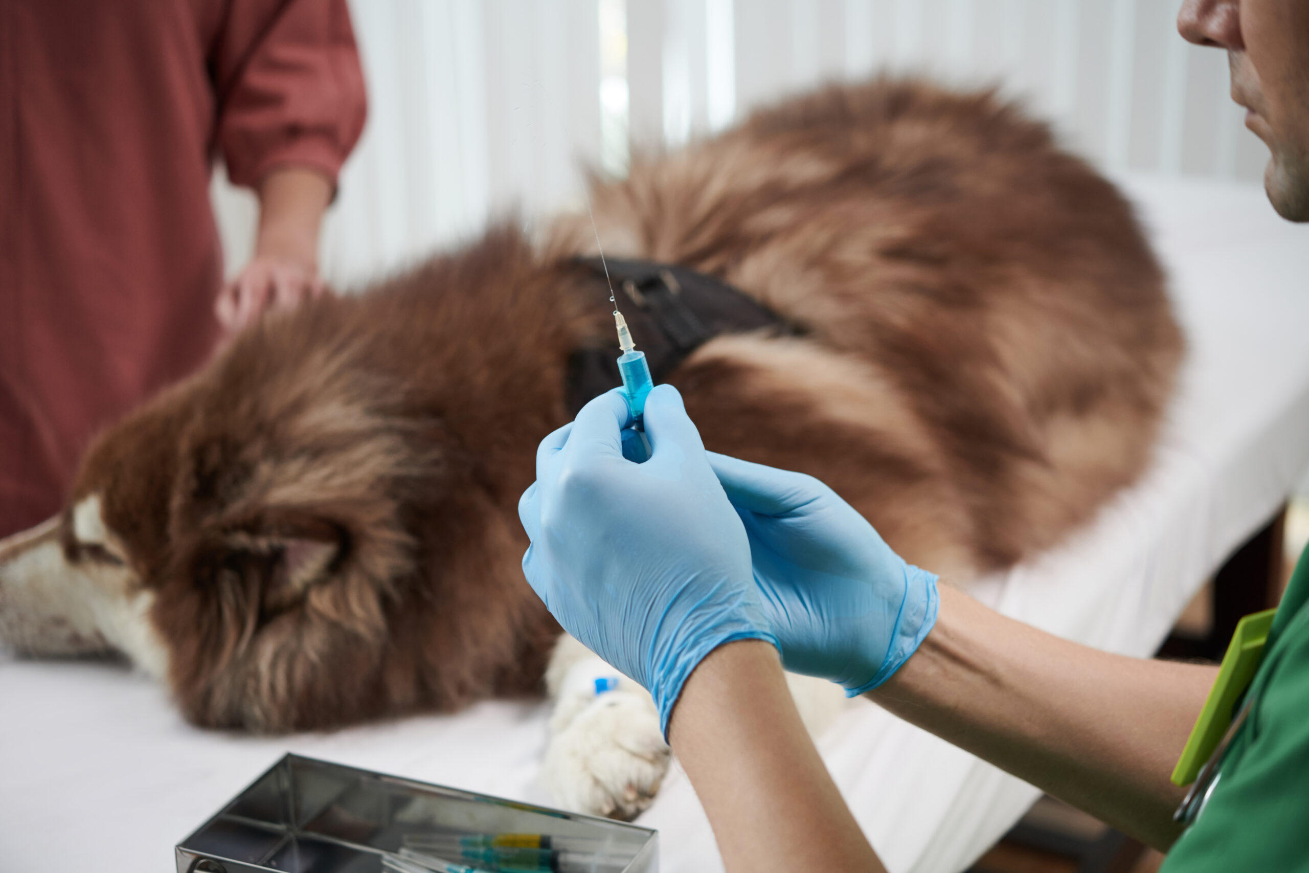 Veterinarian Holding Syringe with Vaccine Veterinär sitter med en hund