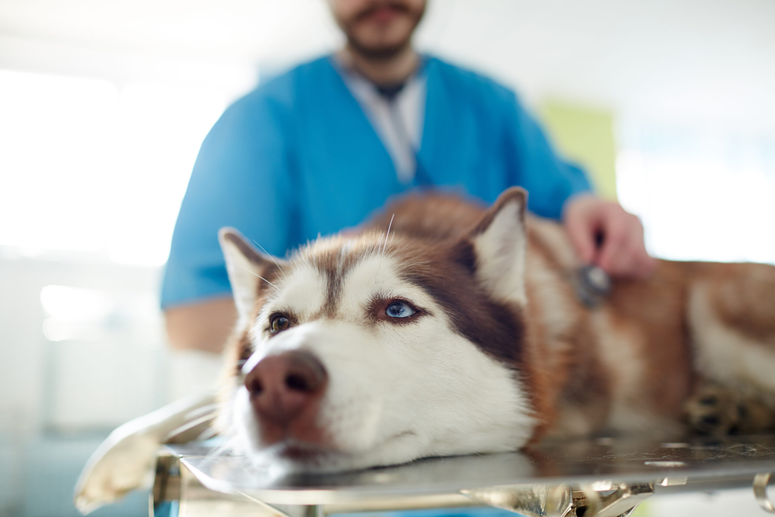 Ill husky Veterinär sitter med en hund